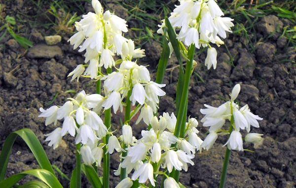 plantning af hyacintoider