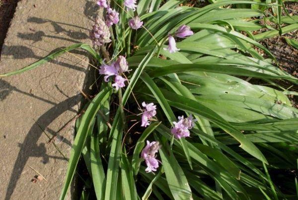 Hyacintoides en el país