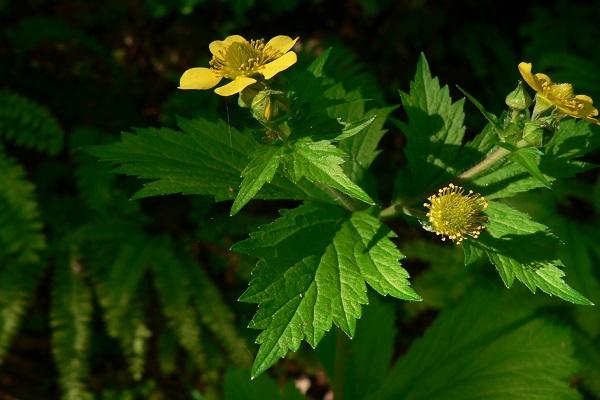 herbaceous perennial