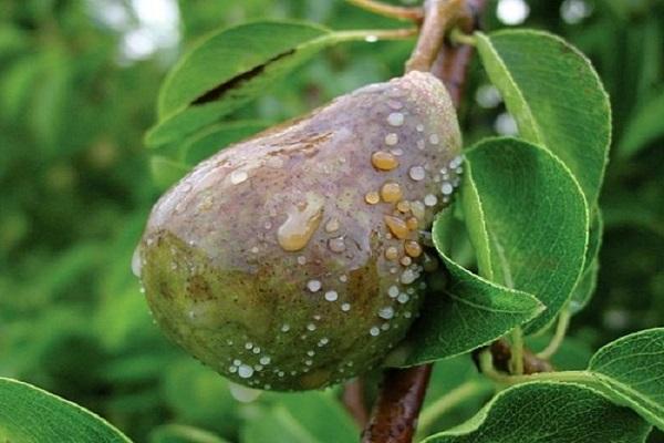 pourriture des fruits