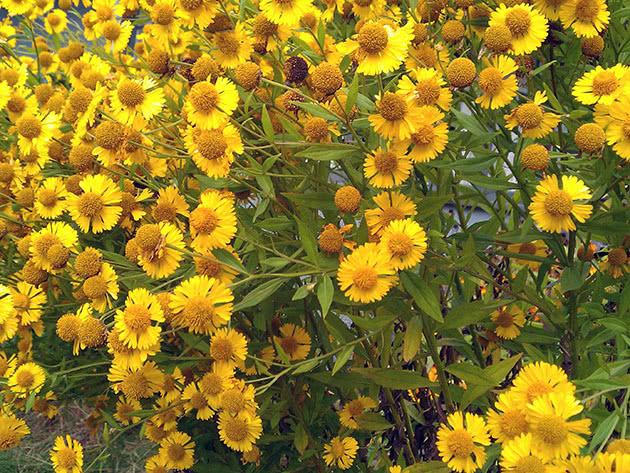 flowers in the flowerbed