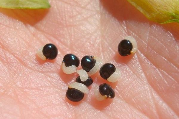 corydalis seeds