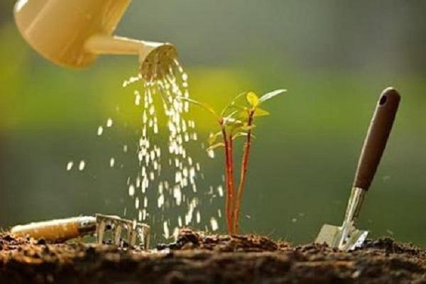 watering a flower