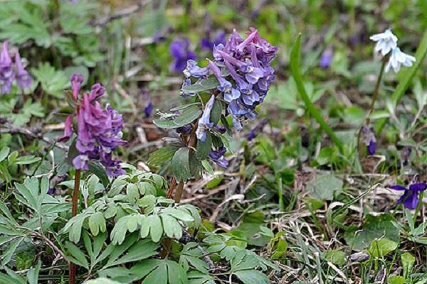 plante de prairie