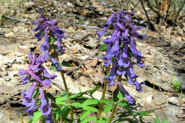 flowering bush