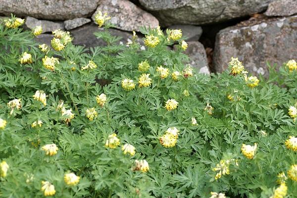 yellow bloom