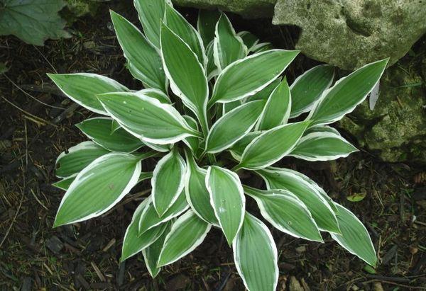 Ang hybrid ng Hosta