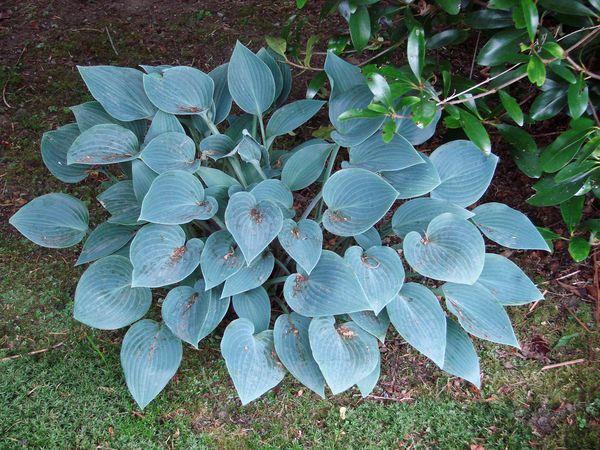 Cadete azul en el jardín