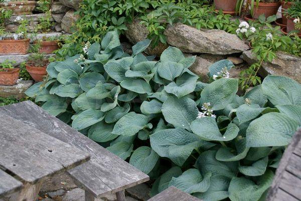 Hosta reproduction