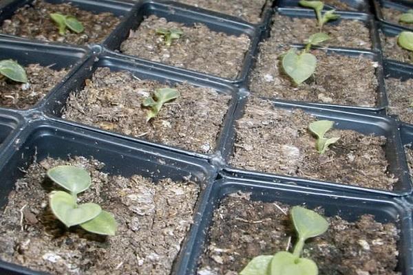 growing seedlings