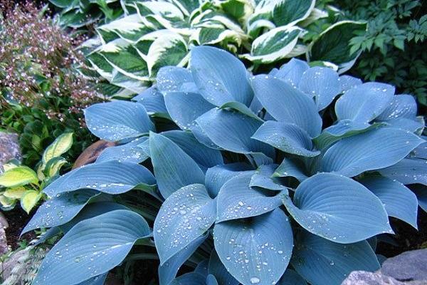 Feuilles bleues