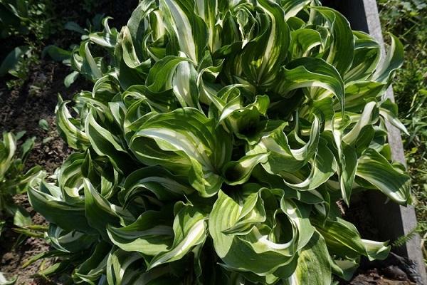 wavy foliage