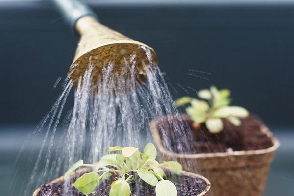 watering pots