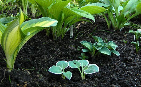 propagation de l'hôte