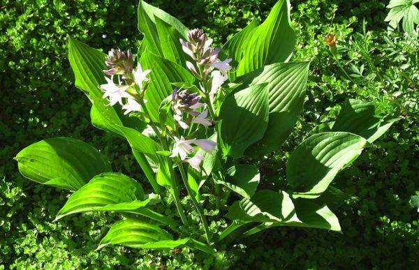 Hosta Albapikta