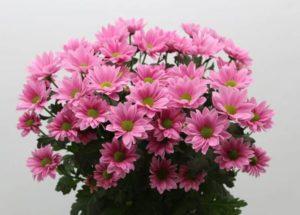 Description et types de chrysanthème Bacardi, recommandations de plantation et d'entretien