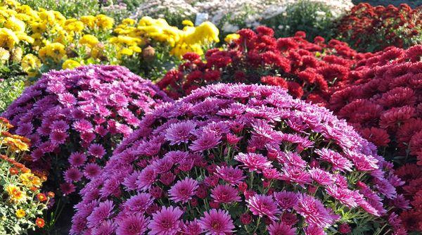 Bush chrysanthemums