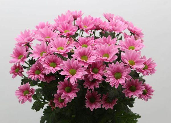 Chrysanthème Grand Rose