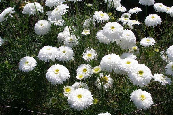 White flowers