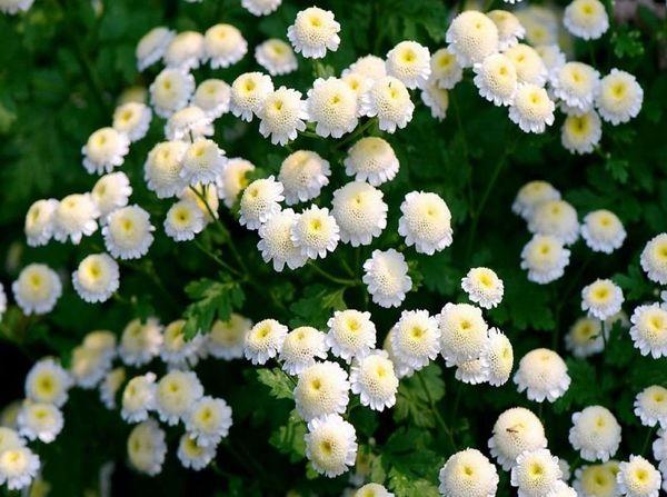 white flowers