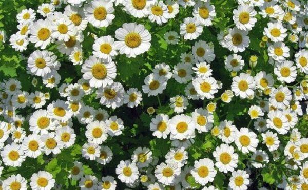 white chrysanthemums