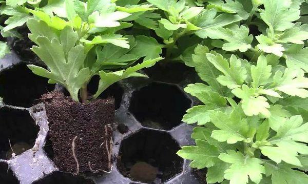 chrysanthemum seedlings