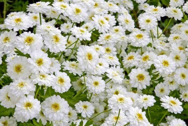 white chrysanthemums