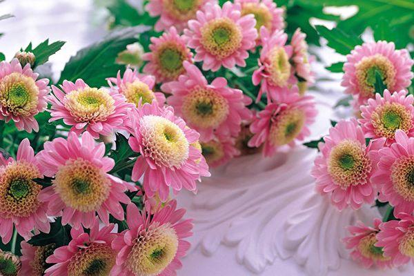 chrysanthemums Goldbal