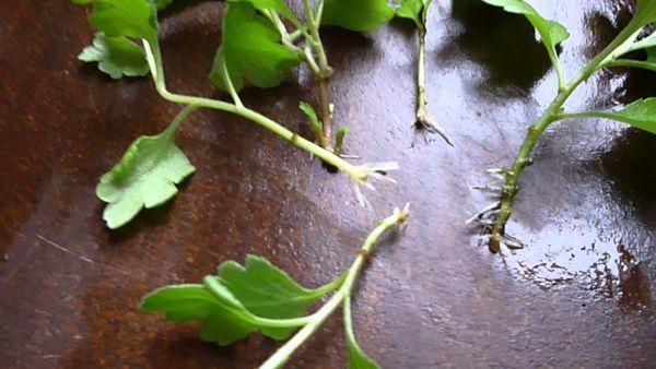 chrysanthemum cuttings