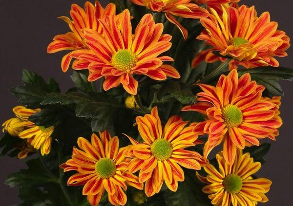 Chrysanthèmes hollandais