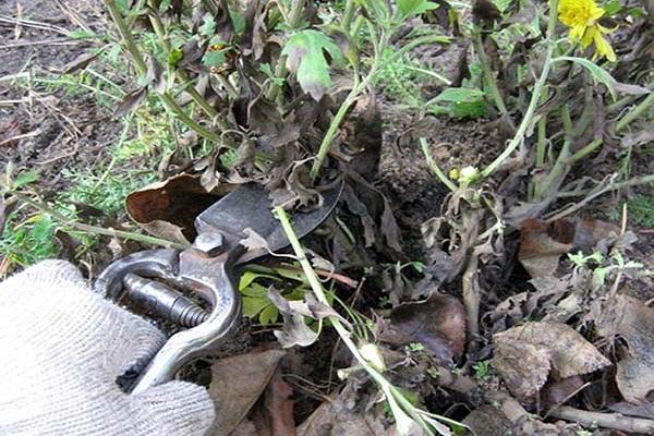 pruning by the bush