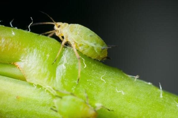 pequeños bichos