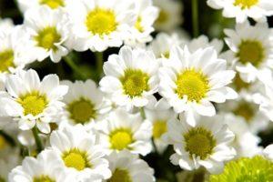 Paglalarawan ng 27 na mga uri at uri ng chamomile chrysanthemums, pagtatanim at pangangalaga