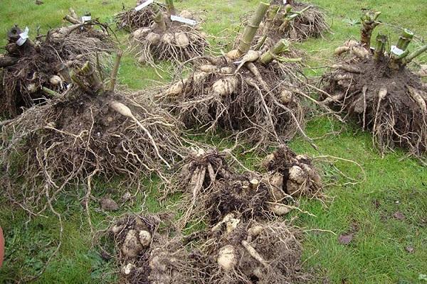 chrysanthemums dug out