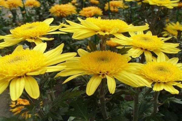 chrysanthemums dilaw