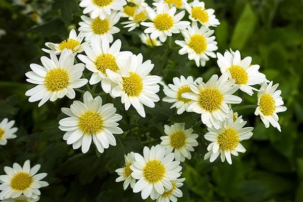 chrysanthème à la camomille