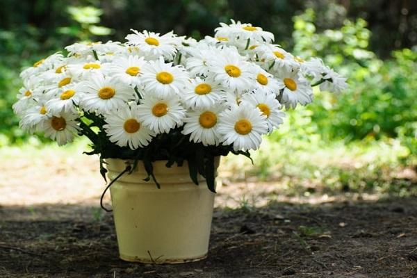 bucket with flowers