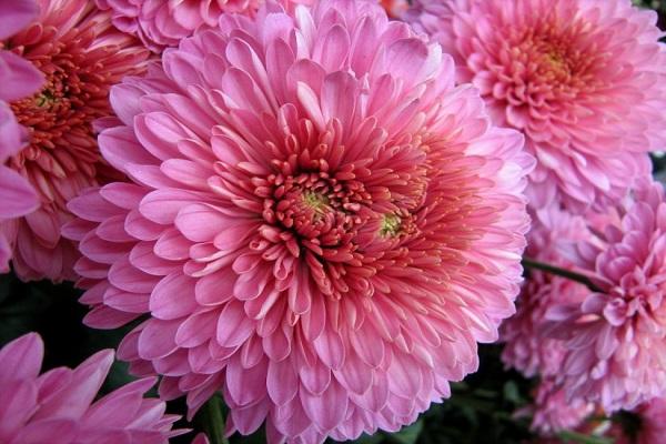 Description de 27 variétés et variétés de chrysanthèmes à la camomille, plantation et entretien