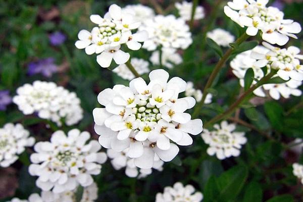 Flor de Iberis