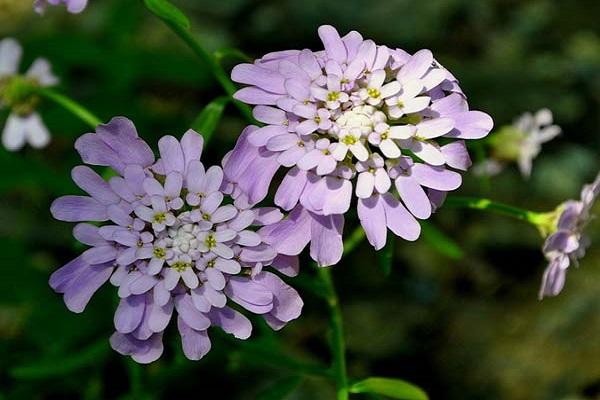 Diana en fleurs