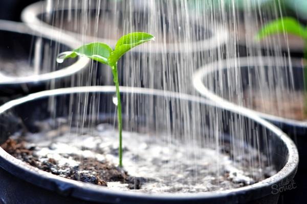 arrosage de pluie