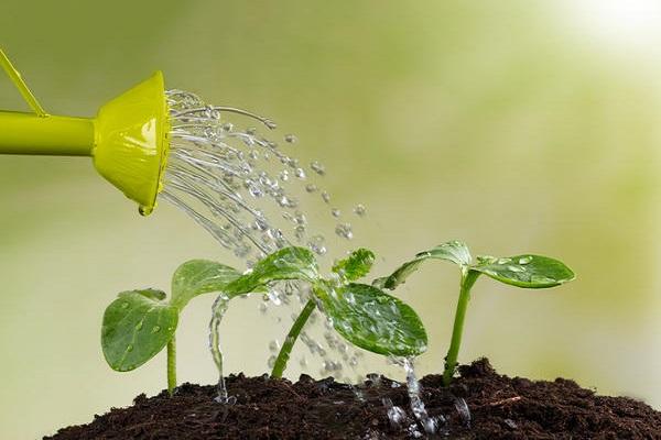 alimentación de agua