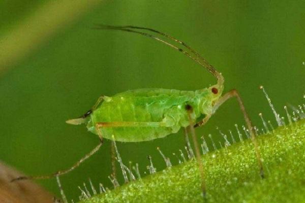 plaga de pulgón