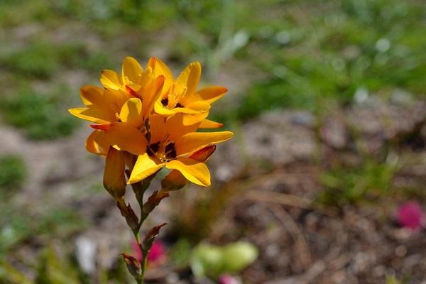 spotted Ixia maculata