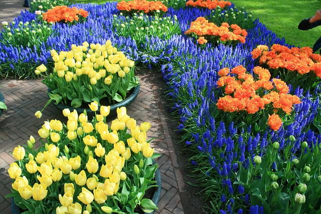 Landschaftsbau Muscari