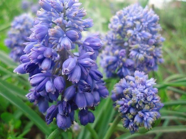 svěží muscari