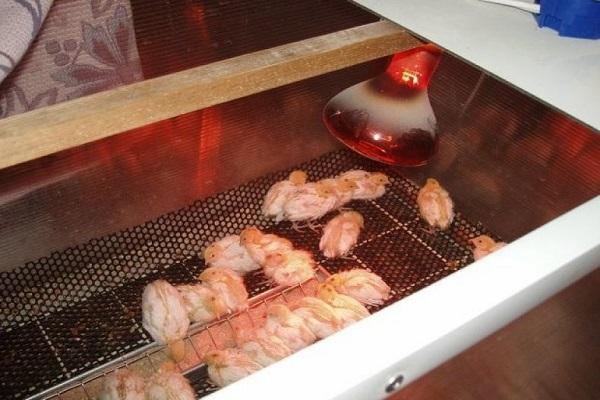 heating chicks