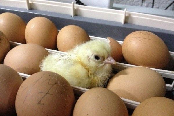 poussins à couver