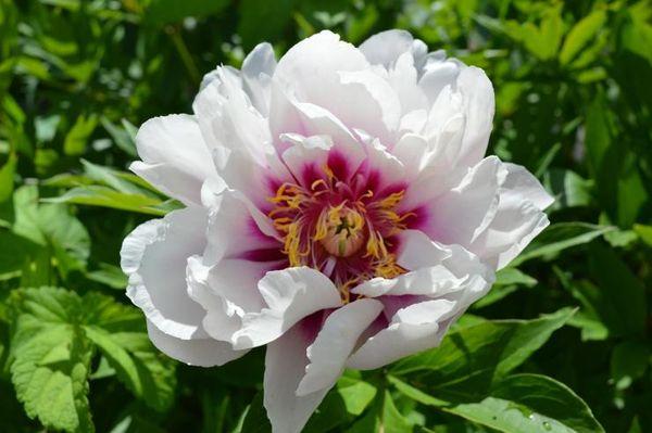 pivoine blanche