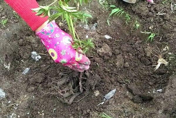 plantation de pivoines